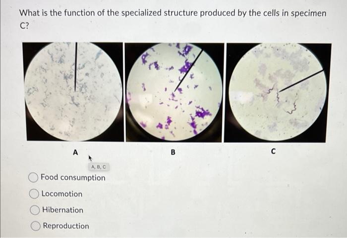 What Is The Function Of The Specialized Structure Produced By The Cells In Specimen C A A B C Food Consumption Locom 1