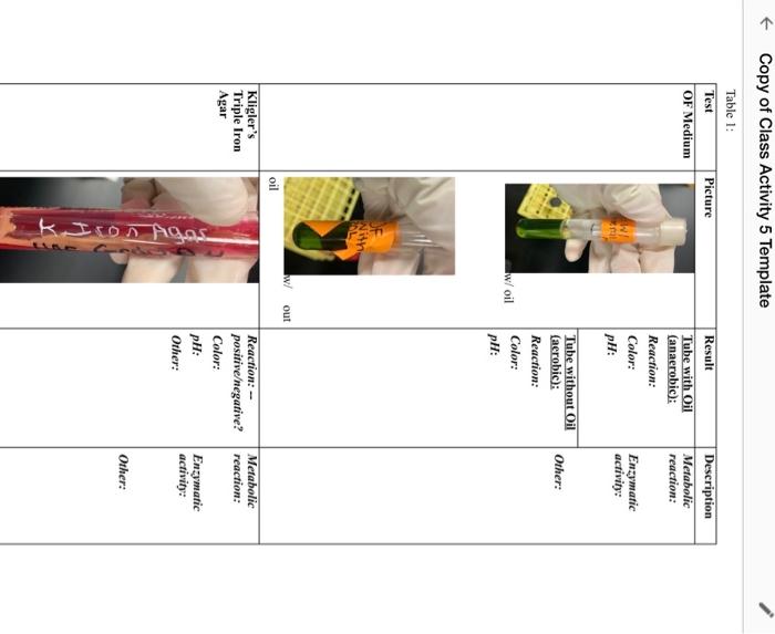 Copy Of Class Activity 5 Template Table 1 Test Of Medium Kligler S Triple Iron Agar Picture Oil Wi Mil With Pal W Oil 1