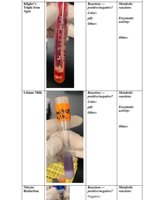 Copy Of Class Activity 5 Template Table 1 Test Of Medium Kligler S Triple Iron Agar Picture Oil Wi Mil With Pal W Oil 2