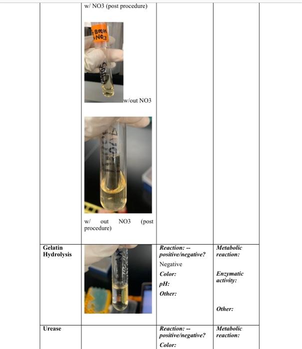 Copy Of Class Activity 5 Template Table 1 Test Of Medium Kligler S Triple Iron Agar Picture Oil Wi Mil With Pal W Oil 4