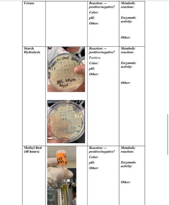 Copy Of Class Activity 5 Template Table 1 Test Of Medium Kligler S Triple Iron Agar Picture Oil Wi Mil With Pal W Oil 5