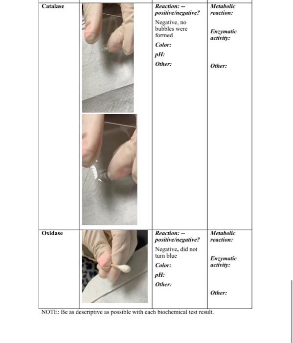 Copy Of Class Activity 5 Template Table 1 Test Of Medium Kligler S Triple Iron Agar Picture Oil Wi Mil With Pal W Oil 9