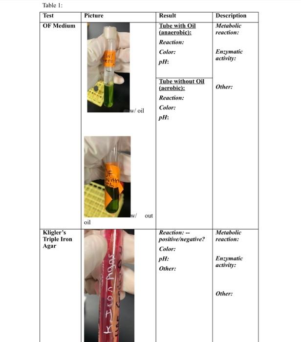 Table 1 Test Of Medium Kligler S Triple Iron Agar Picture Oil Tr01 With Ol Joon Vosty W Oil W Out Result Tube With Oi 1