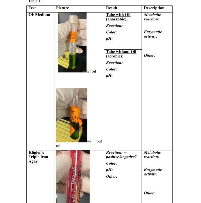 Table 1 Test Of Medium Kligler S Triple Iron Agar Picture Oil W 201 Of With Pol Juon Vos W Oil W Out Result Tube Wit 1