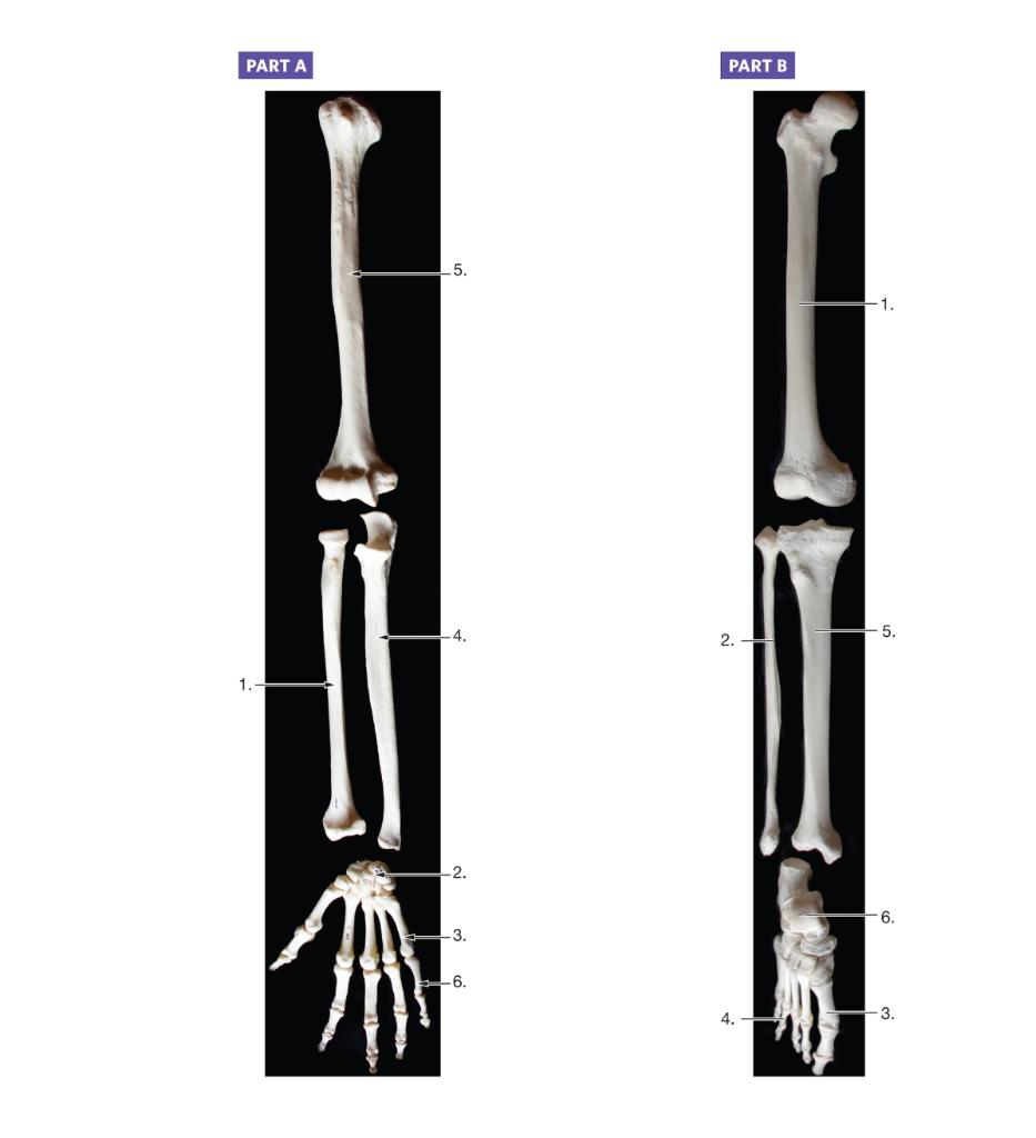 Exercise 5 Upper Limb And Lower Limb Comparison Name The Numbers With What They Are Called 1