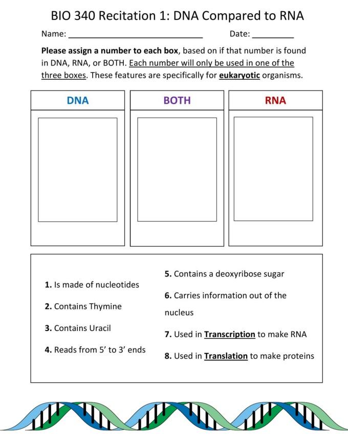 Bio 340 Recitation 1 Dna Compared To Rna Name Date Please Assign A Number To Each Box Based On If That Number Is Fou 1