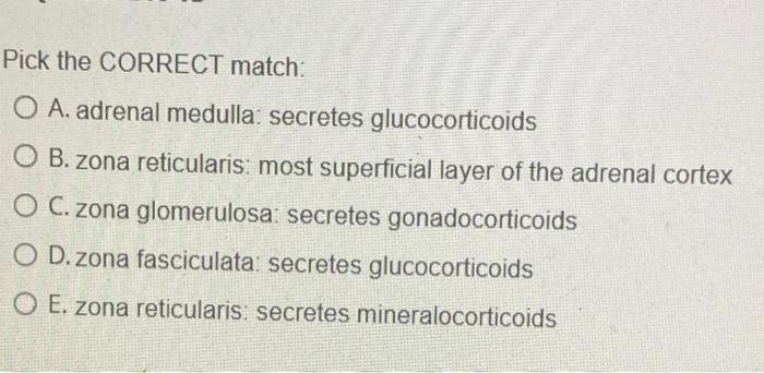 Pick The Correct Match O A Adrenal Medulla Secretes Glucocorticoids O B Zona Reticularis Most Superficial Layer Of 1