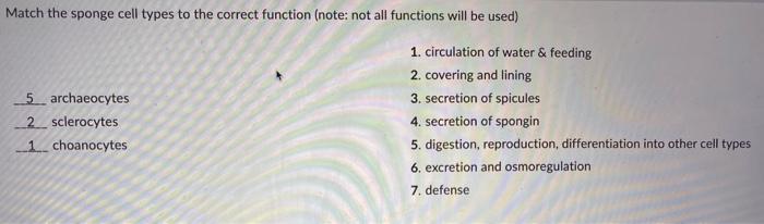 Match The Sponge Cell Types To The Correct Function Note Not All Functions Will Be Used 5 Archaeocytes 2 Sclerocytes 1