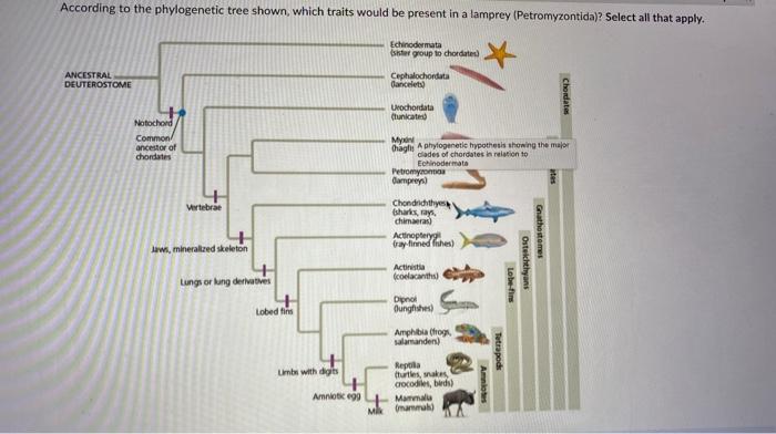 According To The Phylogenetic Tree Shown Which Traits Would Be Present In A Lamprey Petromyzontida Select All That A 1