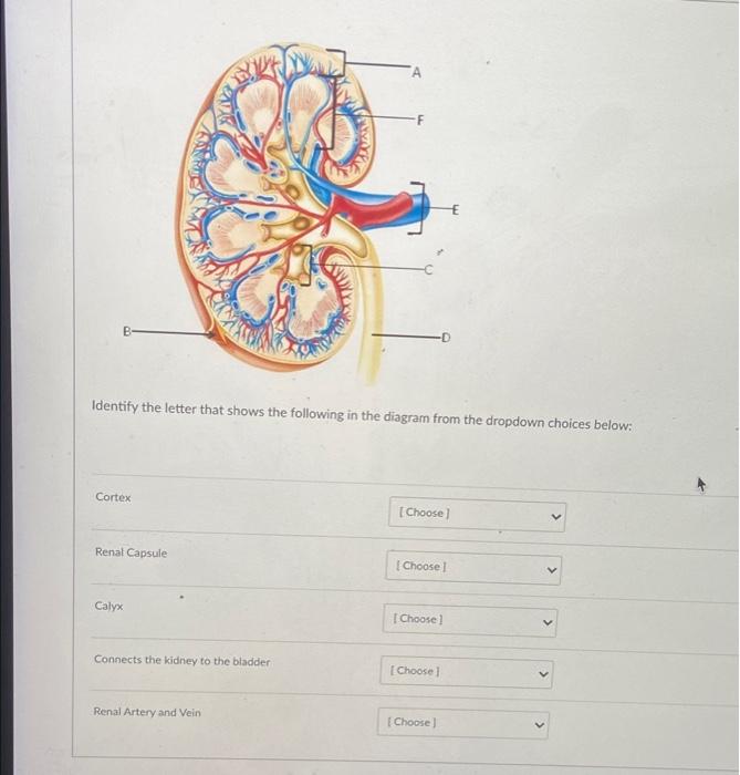 B Cortex Identify The Letter That Shows The Following In The Diagram From The Dropdown Choices Below Renal Capsule Cal 1