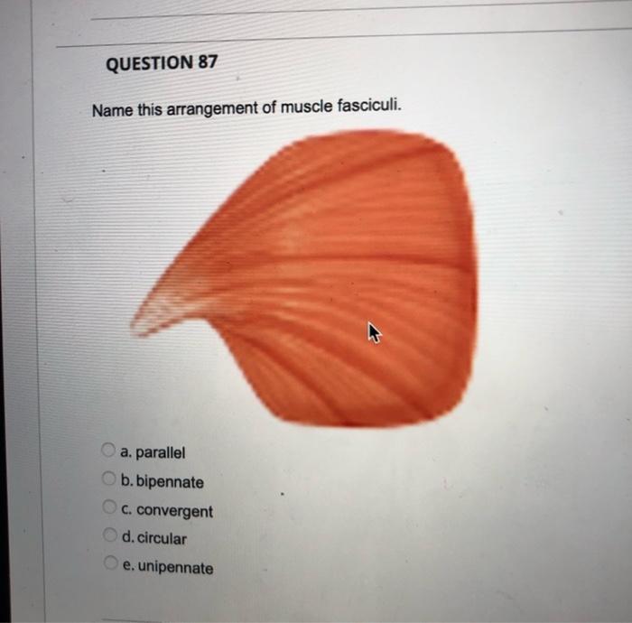 Question 84 After The Myosin Binds To The Myosin Binding Sites What Happens Next A Calcium Binds To The Troponin Trop 2
