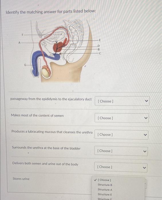 Identify The Matching Answer For Parts Listed Below F A Passageway From The Epididymis To The Ejaculatory Duct Makes M 1