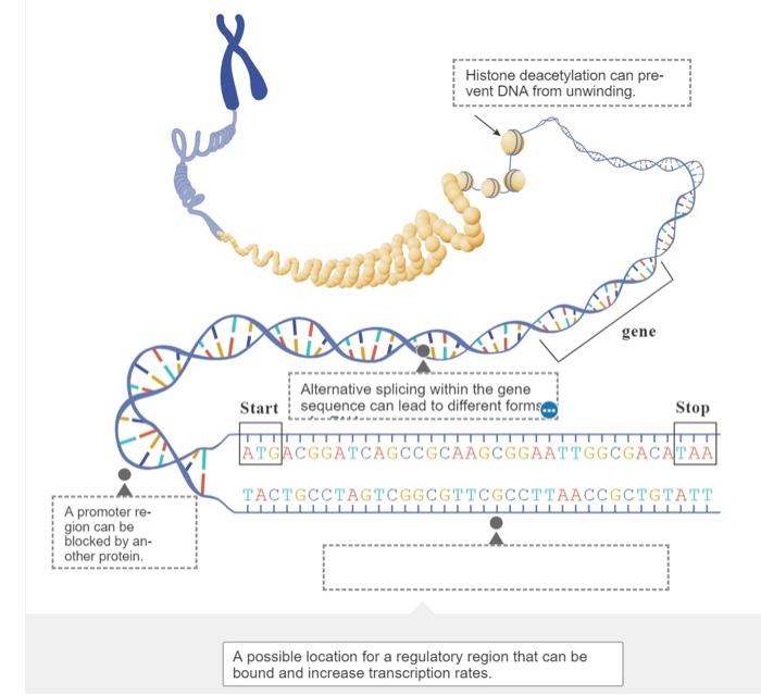 A Promoter Re Gion Can Be Blocked By An Other Protein Histone Deacetylation Can Pre Vent Dna From Unwinding Alterna 1