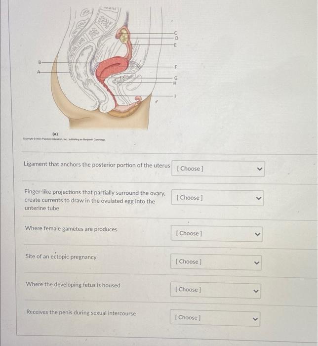 Day B A A F 13 Magi Ma 4 Ligament That Anchors The Posterior Portion Of The Uterus Finger Like Projections That Parti 1