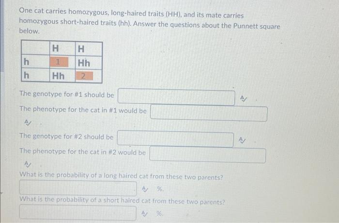 One Cat Carries Homozygous Long Haired Traits Hh And Its Mate Carries Homozygous Short Haired Traits Hh Answer Th 1