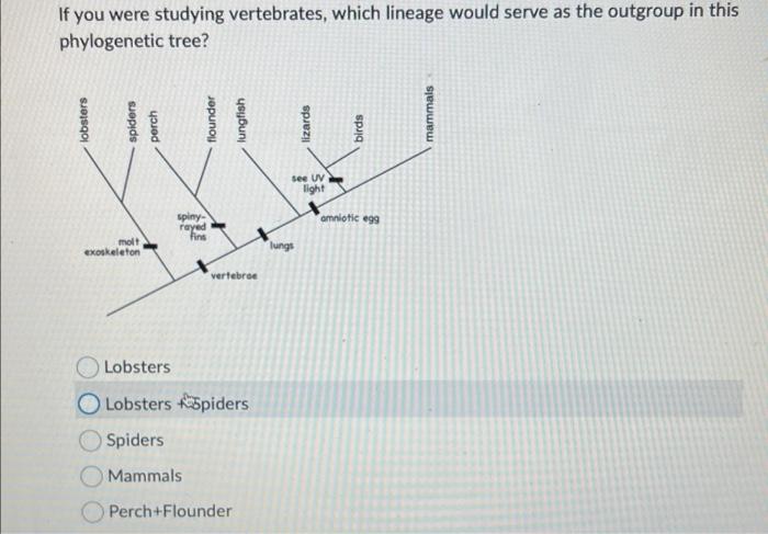 If You Were Studying Vertebrates Which Lineage Would Serve As The Outgroup In This Phylogenetic Tree Lobsters Spiders 1