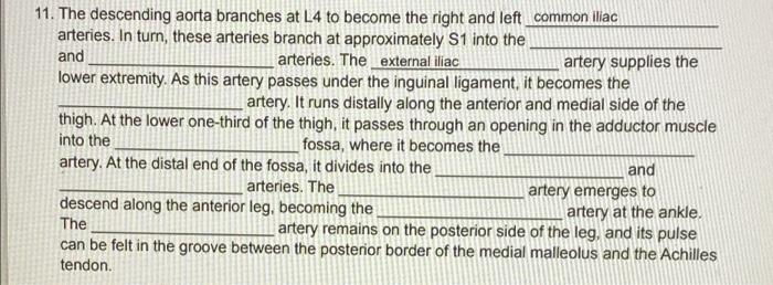 11 The Descending Aorta Branches At L4 To Become The Right And Left Common Iliac Arteries In Turn These Arteries Bran 1