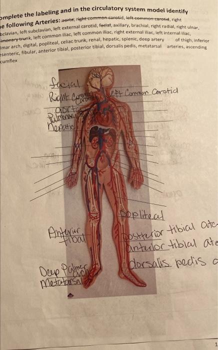 Omplete The Labeling And In The Circulatory System Model Identify E Following Arteries Aorte Right Common Carotid Lef 1