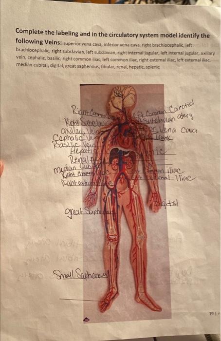 Complete The Labeling And In The Circulatory System Model Identify The Following Veins Superior Vena Cava Inferior Ven 1