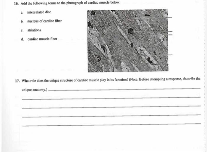 16 Add The Following Terms To The Photograph Of Cardiac Muscle Below A Intercalated Disc B Nucleus Of Cardiac Fiber 1