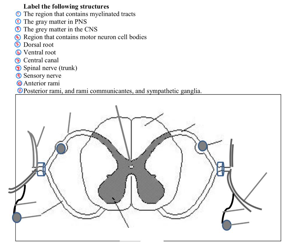 Label The Following Structures The Region That Contains Myelinated Tracts The Gray Matter In Pns The Grey Matter In The 1
