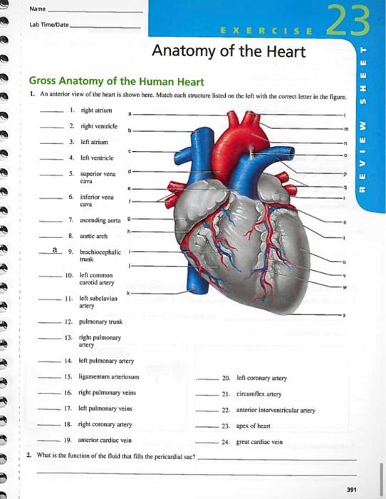 Name Lab Time Date 6 Inferior Vena Cava Gross Anatomy Of The Human Heart 1 An Anterior View Of The Heart Is Shown Here 1