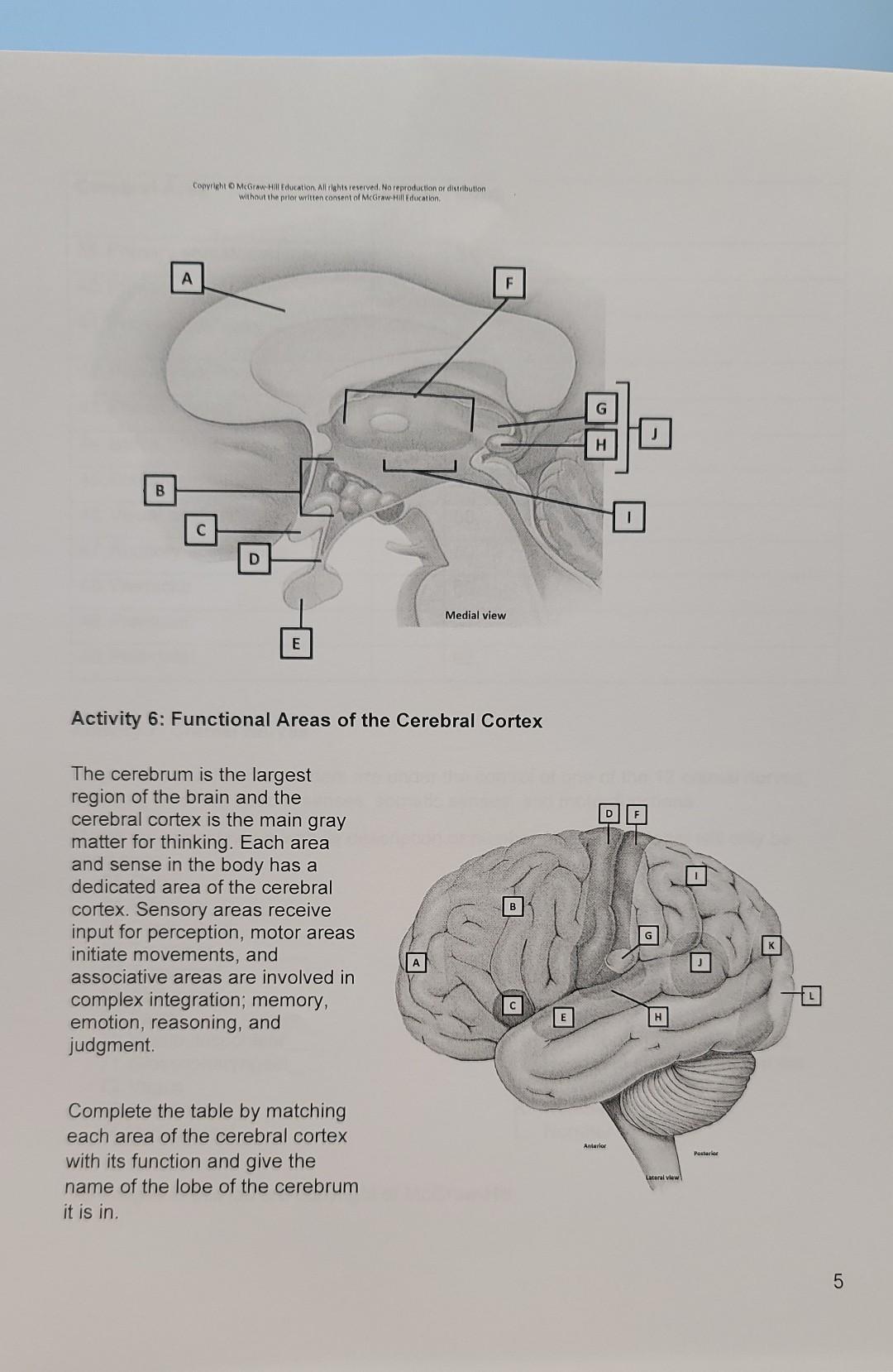 Activity 3 Brainstem And Diencephalon Subdivisions The Brainstem And Diencephalon Each Contain 3 Subdivisions Give The 3