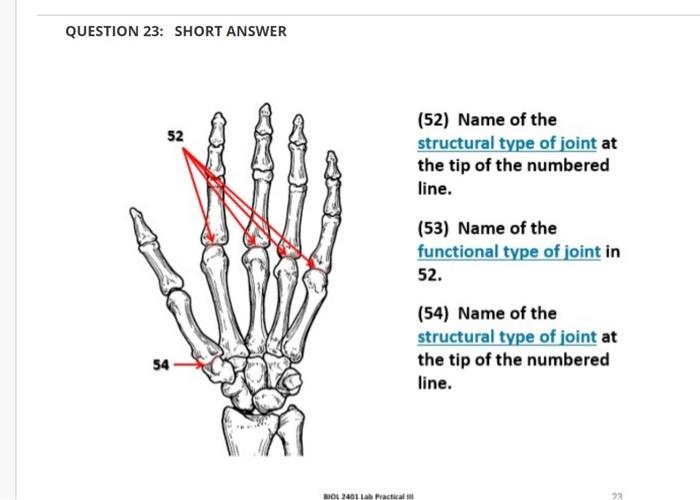 Question 23 Short Answer 52 54 Biol 2401 Lab Practical 52 Name Of The Structural Type Of Joint At The Tip Of The Numb 1