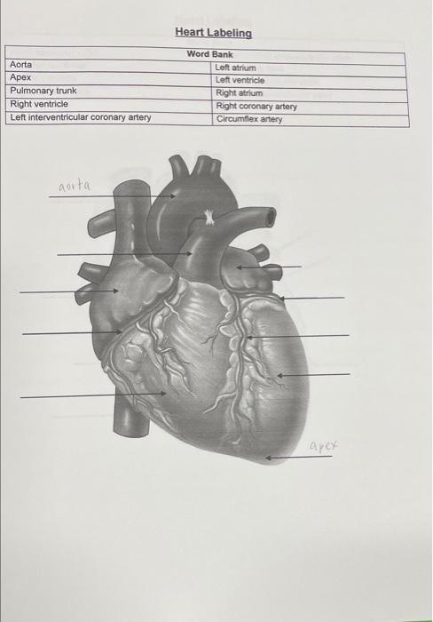 Aorta Apex Pulmonary Trunk Right Ventricle Left Interventricular Coronary Artery Aorta Heart Labeling Word Bank Left Atr 1