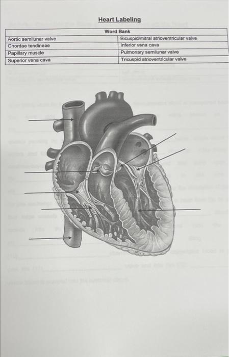 Aorta Apex Pulmonary Trunk Right Ventricle Left Interventricular Coronary Artery Aorta Heart Labeling Word Bank Left Atr 2