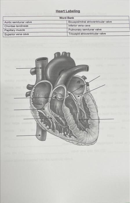Aortic Semilunar Valve Chordae Tendineae Papillary Muscle Superior Vena Cava Heart Labeling Word Bank Bicuspid Mitral At 1