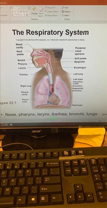 Incredible Journey A Visualization Exercise For The Urinary System You See The Kidney Looming Brownish Red Through The A 4