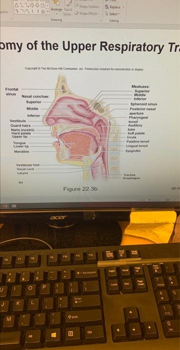Incredible Journey A Visualization Exercise For The Urinary System You See The Kidney Looming Brownish Red Through The A 6