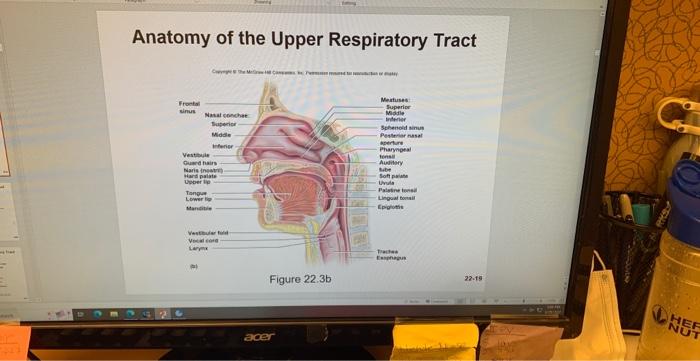 Incredible Journey A Visualization Exercise For The Urinary System You See The Kidney Looming Brownish Red Through The A 8