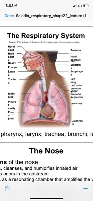 Incredible Journey A Visualization Exercise For The Urinary System You See The Kidney Looming Brownish Red Through The A 13