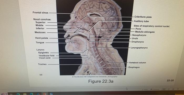 Incredible Journey A Visualization Exercise For The Urinary System You See The Kidney Looming Brownish Red Through The A 17