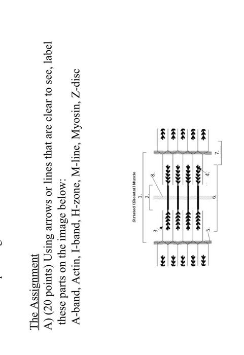 The Assignment A 20 Points Using Arrows Or Lines That Are Clear To See Label These Parts On The Image Below A Ban 1