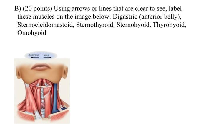B 20 Points Using Arrows Or Lines That Are Clear To See Label These Muscles On The Image Below Digastric Anterior 1