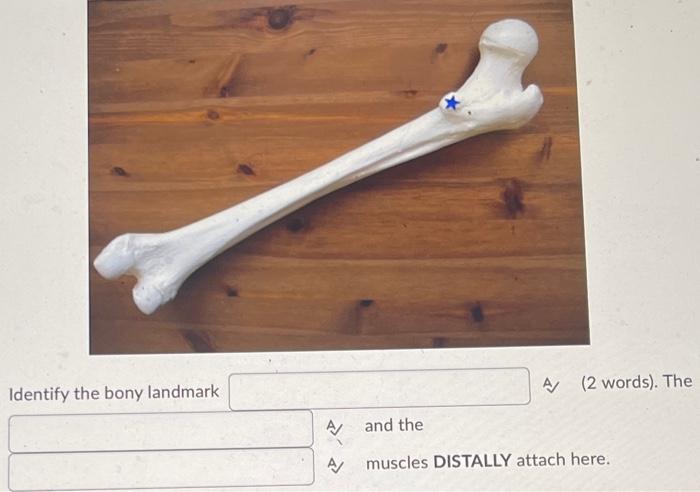 Identify The Bony Landmark A A A 2 Words The And The Muscles Distally Attach Here This Is The Insertion On The 2 1