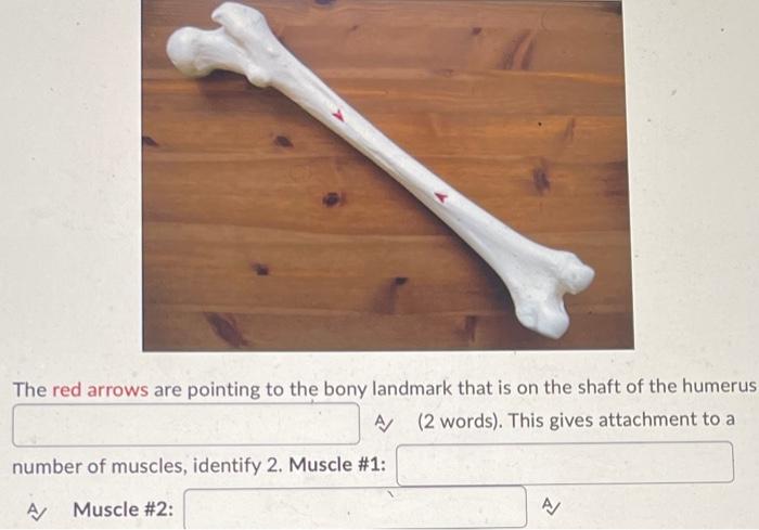 The Red Arrows Are Pointing To The Bony Landmark That Is On The Shaft Of The Humerus A 2 Words This Gives Attachment 1
