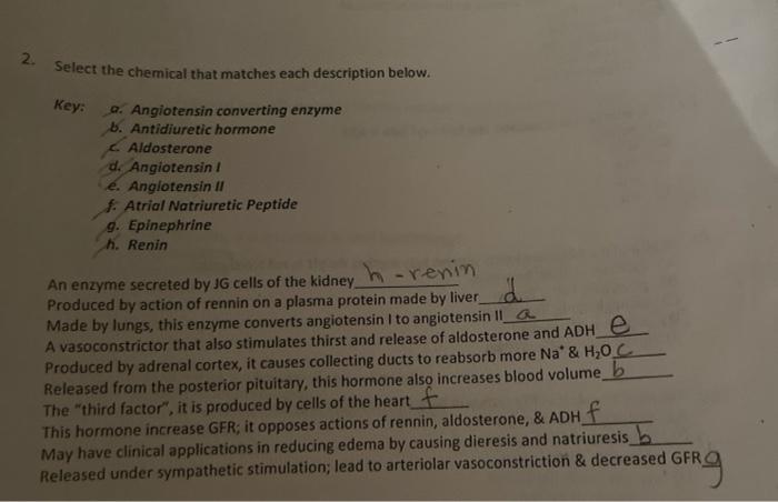 2 Select The Chemical That Matches Each Description Below Key A Angiotensin Converting Enzyme B Antidiuretic Hormon 1