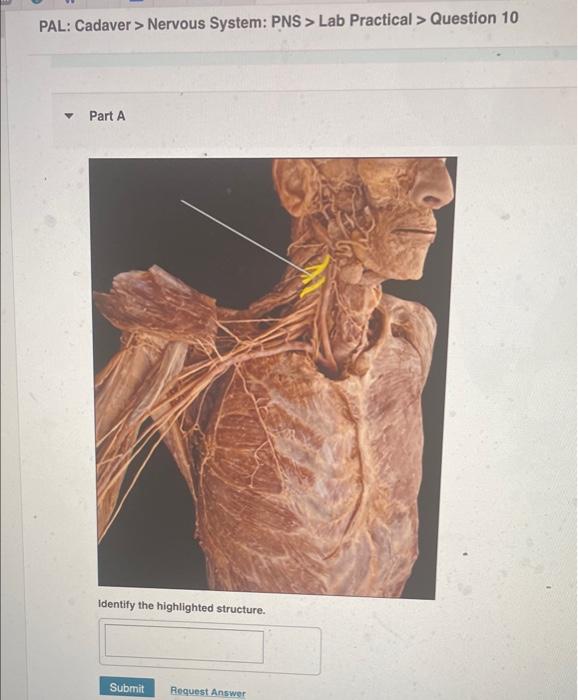 Pal Cadaver Nervous System Pns Lab Practical Question 10 Part A Identify The Highlighted Structure Submit Reque 1