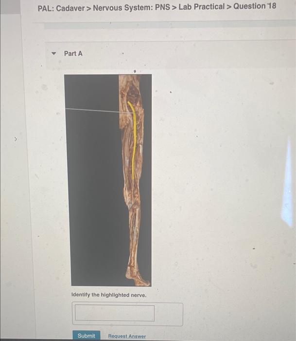 Pal Cadaver Nervous System Pns Lab Practical Question 18 V Part A Identify The Highlighted Nerve Submit Request 1