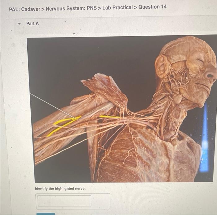 Pal Cadaver Nervous System Pns Lab Practical Question 18 V Part A Identify The Highlighted Nerve Submit Request 2