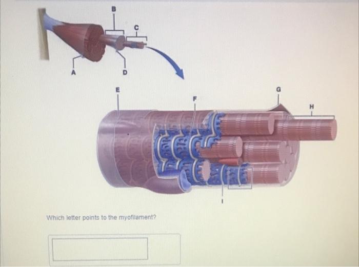 Which Letter Points To The Myofilament Intile Sa H 1
