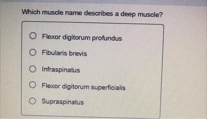 Which Muscle Name Describes A Deep Muscle Flexor Digitorum Profundus O Fibularis Brevis O Infraspinatus O Flexor Digito 1