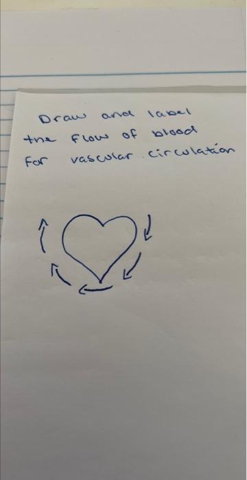 Draw And Label Flow Of Blood Vascular Circulation The For 1