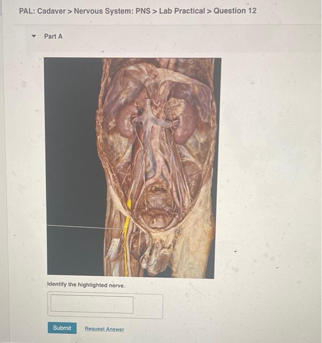 Pal Cadaver Nervous System Pns Lab Practical Question 12 Part A Identify The Highlighted Nerve Submit Request A 2