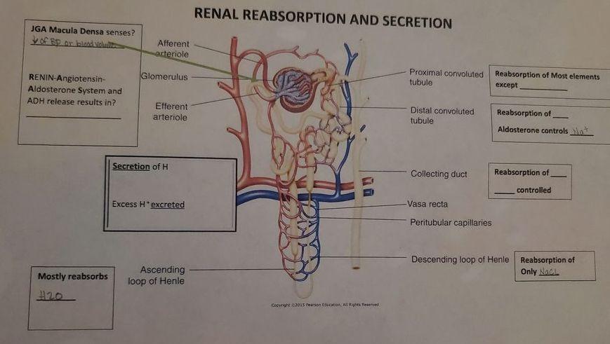 Jga Macula Densa Senses Of Ep Or Blood Michaill Renin Angiotensin Aldosterone System And Adh Release Results In Mostl 1