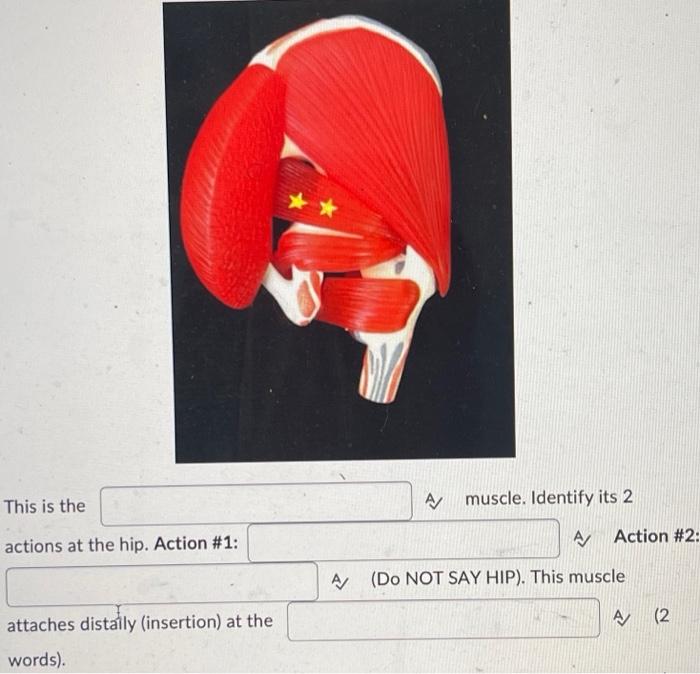 Identify The Muscle Proximal Attachment At The Acronyms Identify 1 Action At The Hip A Just Say The Action Not The 2